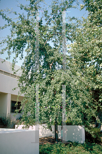 Picture of Quercus lobata 