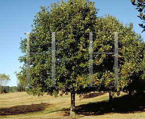 Picture of Quercus lyrata 