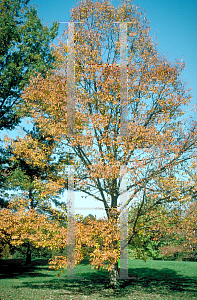 Picture of Quercus muehlenbergii 