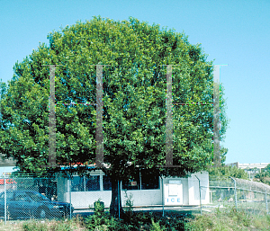 Picture of Quercus nigra 