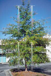 Picture of Quercus phellos 
