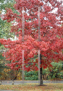 Picture of Quercus rubra 