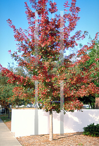 Picture of Quercus shumardii 