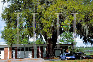 Picture of Quercus virginiana 