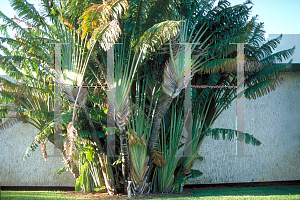 Picture of Ravenala madagascariensis 