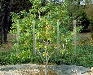 Picture of Rhamnus carolinianus 