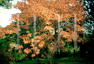 Picture of Rhus chinensis 