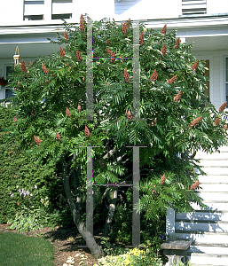 Picture of Rhus glabra 