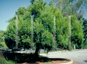 Picture of Rhus lancea 