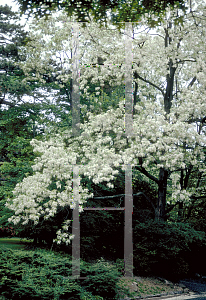 Picture of Robinia pseudoacacia 