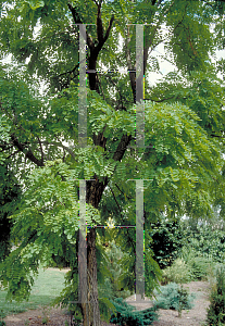 Picture of Robinia pseudoacacia 'Frisia'