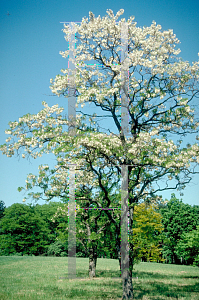 Picture of Robinia pseudoacacia 'Tortuosa'