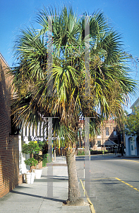 Picture of Sabal palmetto 