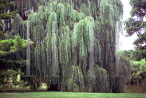 Picture of Salix babylonica 