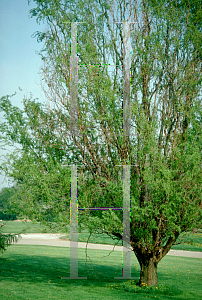 Picture of Salix matsudana 'Tortuosa'