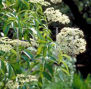 Picture of Sambucus canadensis 