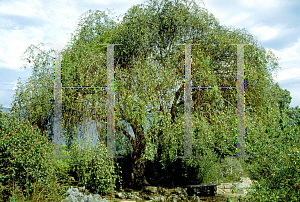 Picture of Sambucus mexicana 