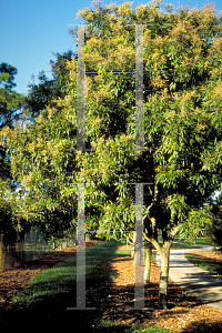 Picture of Sapindus saponaria 