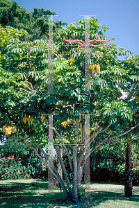 Picture of Schefflera actinophylla 