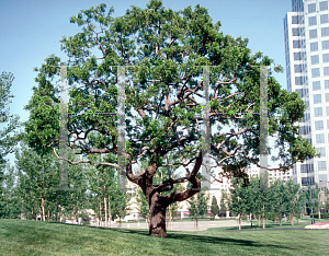 Picture of Schinus terebinthifolius 