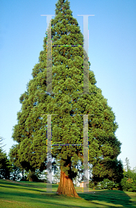 Picture of Sequoiadendron giganteum 