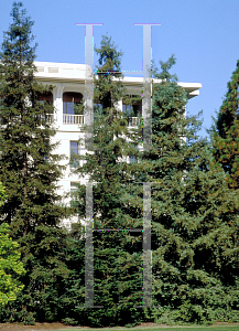 Picture of Sequoia sempervirens 