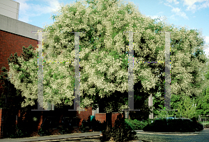 Picture of Sophora japonica 