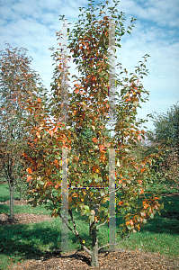 Picture of Sorbus alnifolia 