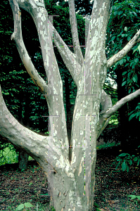 Picture of Stewartia ptero-petiolata var. koreana 