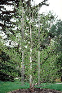 Picture of Stewartia pseudocamellia 