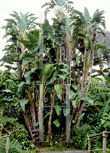 Picture of Strelitzia nicolai 