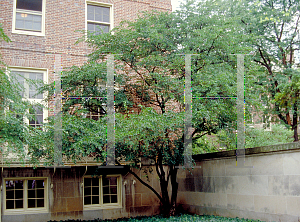 Picture of Styrax japonicum 