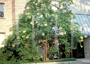 Picture of Syringa pekinensis 