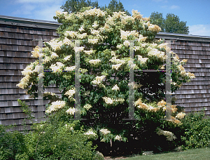 Picture of Syringa reticulata 