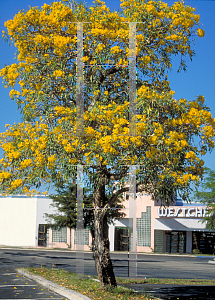 Picture of Tabebuia caraiba 