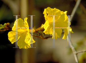 Picture of Tabebuia chrysotricha 