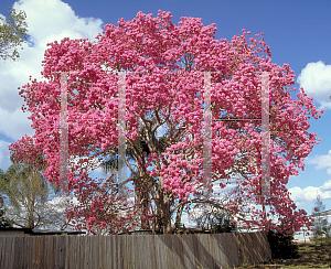 Picture of Tabebuia impetiginosa 