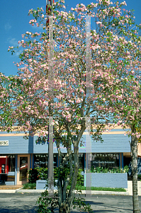 Picture of Tabebuia heterophylla 
