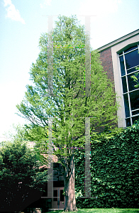 Picture of Taxodium ascendens 