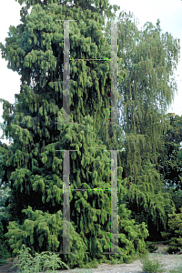 Picture of Taxodium mucronatum 