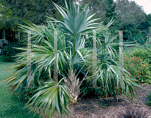 Picture of Thrinax morrisii 