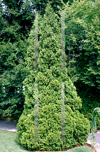 Picture of Thuja occidentalis '~Species'