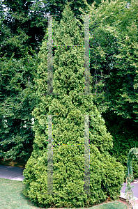 Picture of Thuja occidentalis 