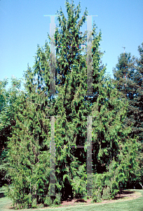 Picture of Thuja plicata 