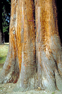 Picture of Thuja plicata 