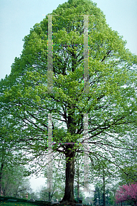 Picture of Tilia americana 