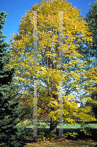 Picture of Tilia tomentosa 