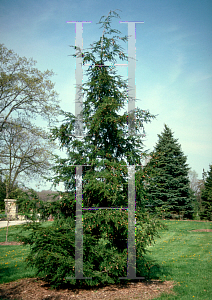 Picture of Tsuga canadensis 