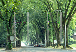 Picture of Ulmus americana 