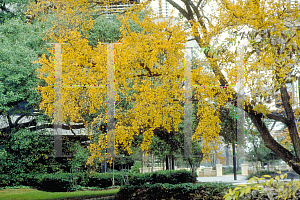 Picture of Ulmus crassifolia 